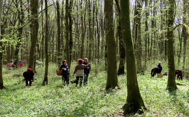 Jaskanski penzići u potrazi za medvjeđim lukom